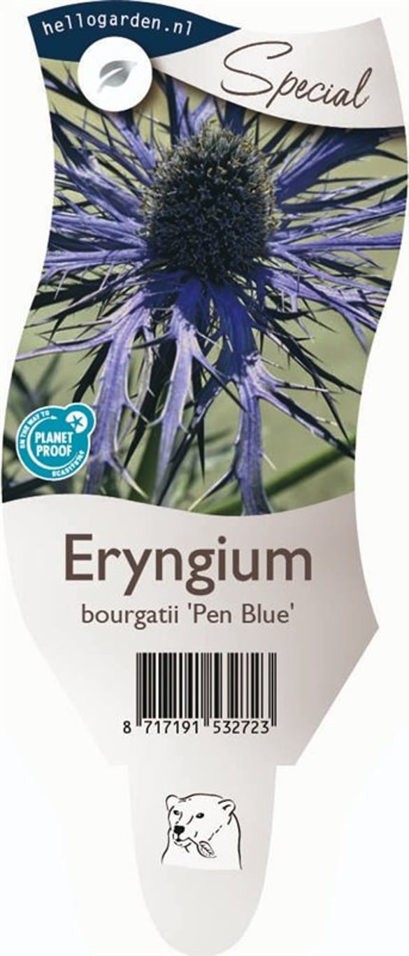 Eryngium bourgatii 'Pen Blue' - P11